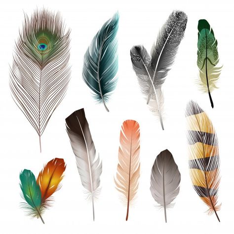 Bird realistic feathers set Free Vector | Free Vector #Freepik #freevector #house #gift #bird #animals Peacock Vector, Types Of Feathers, Feather Vector, Watercolor Feather, Feather Art, Colorful Bird, Peacock Feather, Modern Colors, Cartoon Illustration