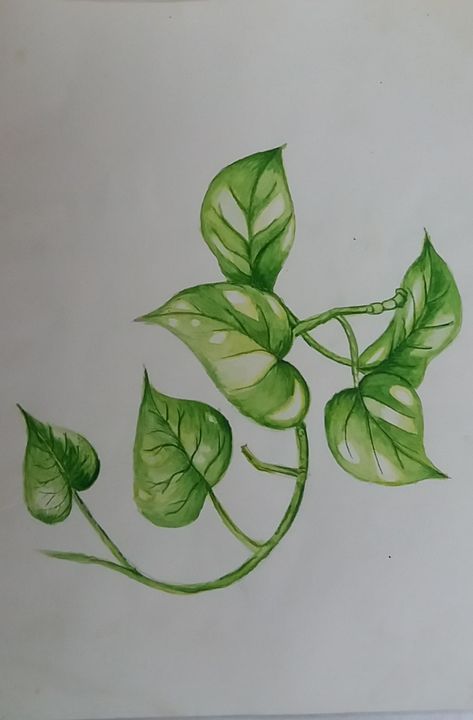 Climber Plant Drawing, Money Plant Illustration, House Plant Leaf Tattoo, Money Tree Plant Drawing, Pothos Drawing Simple, Pathos Plant Drawing, Watercolor Leaf Tattoo, Pathos Drawing, Foliage Plants Drawing