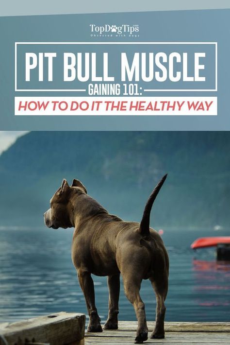 Pit Bull Muscle Gaining 101 Pitbulls Dogs, Gsd Training, Pit Bull Care, Pitbull Blue, Pitbull Training, Pitbull Facts, Pit Bull Puppies, Dog Behavior Problems, Dog Shaming