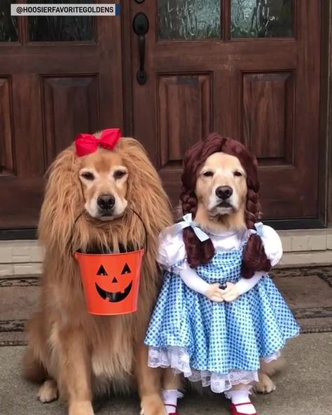 Dogs dressed as "The Wizard of Oz" characters for Halloween | "There's no place like home." These precious pups are ready for Halloween dressed as Dorothy and the Cowardly Lion from "The Wizard of Oz." 📹:... | By The National Desk - TND Golden Retriever Costume, Cute Dog Halloween Costumes, Golden Retriever Halloween, Best Dog Costumes, Cute Dog Costumes, Dog Costumes Funny, Diy Dog Costumes, Pet Halloween Costumes, Dog Halloween Costumes