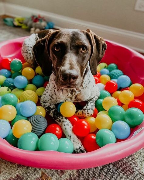 Dog Third Birthday, Dog Photobooth Ideas, Dog Party Activities, Pet Birthday Ideas, Dog 1st Birthday Ideas, Dog Ball Pit, Barkuterie Board, Dog Party Ideas, Dog Birthday Party Ideas