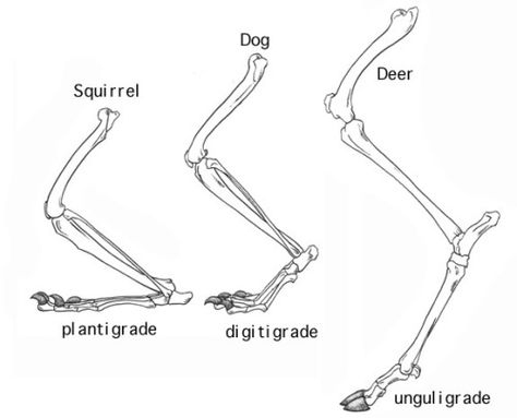 Leg Reference, Leg Anatomy, Feet Drawing, Foot Anatomy, Pedigree Dog, Deer Drawing, Leg Bones, Skeleton Drawings, Dog Leg