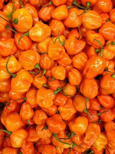 * Habanero Chili, Orange Peppers, Rainbow Aesthetic, Orange You Glad, Orange Aesthetic, Orange Wallpaper, Orange Is The New, Orange Recipes, Orange Crush