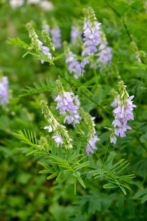 Galega Officinalis, Rue Flower, Goats Rue, Flower Meadows, Wild Flower Meadow, Wild Flower, Felt Flowers, Cottage Garden, Garden Inspiration