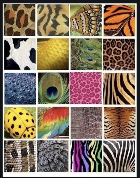 Snake Patterns, Wild Things, Montessori Activities, Animal Skin, Collage Sheet, Patterns In Nature, Paper Collage, Art Teacher, Animal Pattern