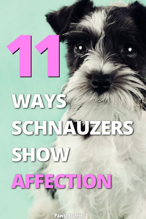 Schnauzer with text over the image saying "are schnauzers affectionate" Miniature Schnauzer Funny, Schnauzer Puppy Haircut, Schnauzer Yorkie Mix Dogs, Schnorkie Dogs, Miniature Schnauzer Haircut Hairstyles, Mini Snauzer, Snorkie Dog, Mini Schnauzer Grooming Haircuts, Schnauzer Grooming Styles