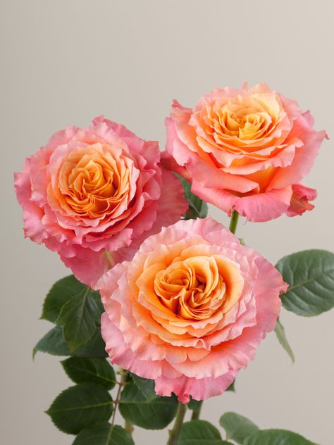 Rosaprima | Free Spirit Coral Colored Flowers, Free Spirit Rose Bouquet, Free Spirit Roses, Sunset Florals, Pink Orange Wedding Flowers, Free Spirit Rose, Rose In Vase, Hart Floral, Vogue Shoot