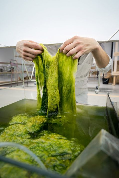 Bio Art, Green Algae, Sustainable Textiles, Design Master, London Design, Dutch Design, Green Hair, Sustainable Design, Sustainable Materials