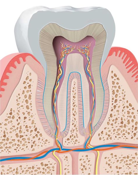 Dentist Cartoon, Dental Pictures, Dental Wallpaper, Dental Photos, Dental Images, Dental Posters, Dental Videos, Dental Photography, Kedokteran Gigi