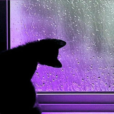 Cats and purple..two of my favourite things Violet Aesthetic, Purple Vibe, Lavender Aesthetic, Dark Purple Aesthetic, Rainbow Aesthetic, Purple Cat, My Favourite Things, Purple Walls, Purple Love