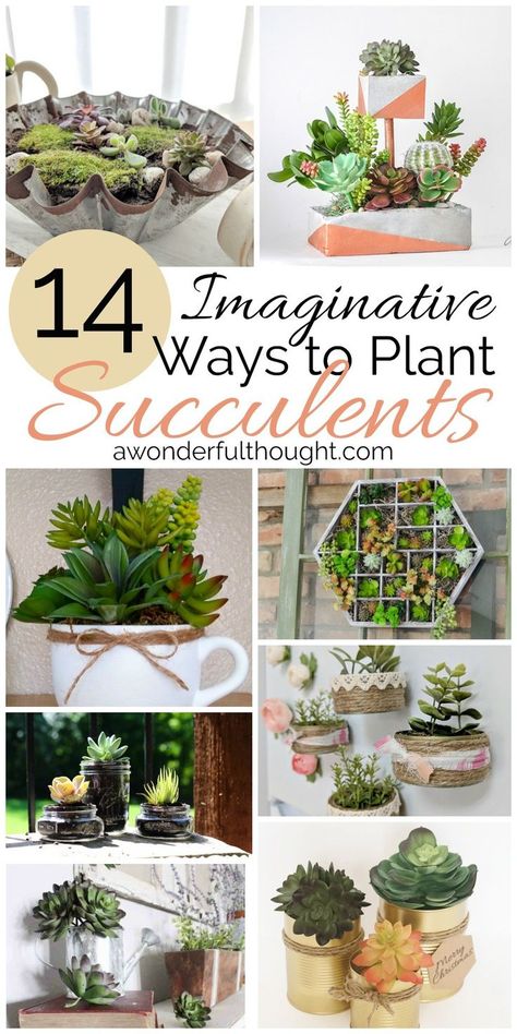 Cactus Plants Indoor Decor Ideas, Diy Hanging Succulent Planter, Succulant Planting Ideas Indoor, Succulent Pot Ideas Diy, Succulent Container Ideas, Herb Garden Kitchen, Succulent Boxes, Succulent Crafts, Planet Decor