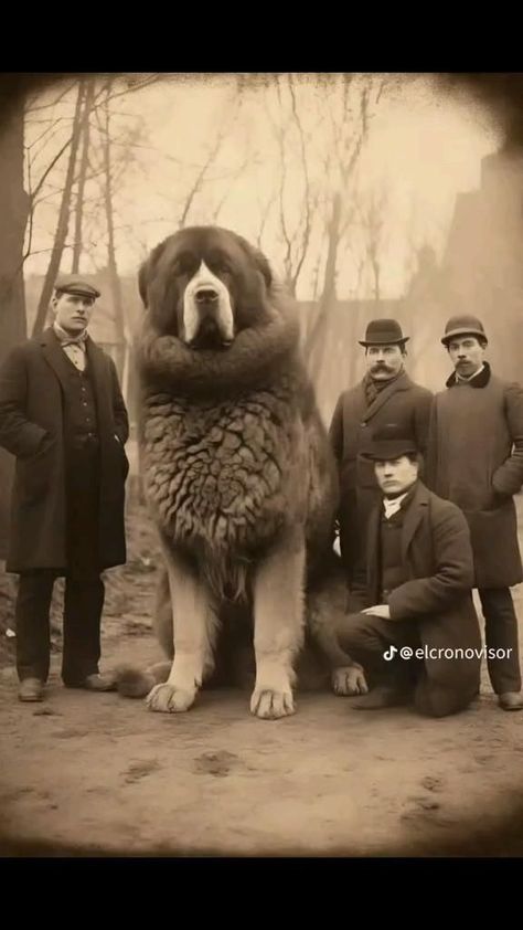 Weird Old Photos, Human Giant, Creepy Old Photos, Biggest Dog, Animal Caricature, Giant Animals, Scary Animals, Extinct Animals, Animal Behavior