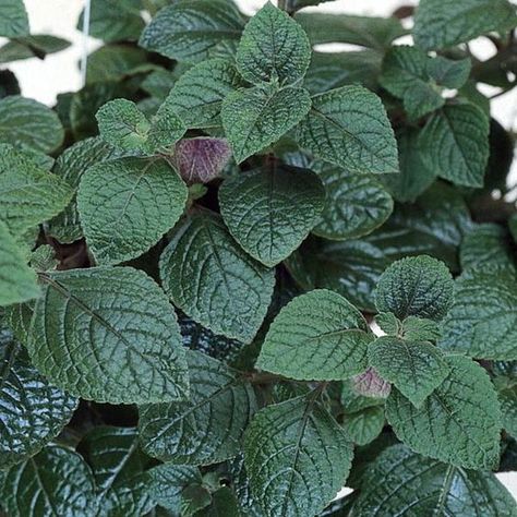 How to identify and care for a Purple Swedish Ivy Plant: https://www.houseplant411.com/houseplant/how-to-grow-care-for-a-swedish-ivy-plant-creeping-charlie Ivy Plant Indoor, Swedish Ivy, Ivy Plant, Plant Care Houseplant, Mint Plants, Ivy Plants, Ivy House, Inside Plants, Easy Care Plants