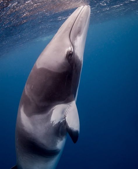 Whale Reference Photo, Space Whale Aesthetic, Swimming With Whales Aesthetic, Underwater Whale Photography, Whales Swimming In The Sky, Minke Whale, Baleen Whales, Whale Song, Tim Curry