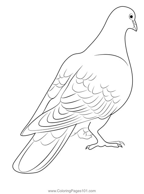 One Grey Pigeon Coloring Page Pigeon Outline Drawing, Dove Drawing, Cute Pigeon, Bird Coloring, Yarn Painting, Funny Printables, Bird Sketch, Coloring Page Printable, Bird Coloring Pages