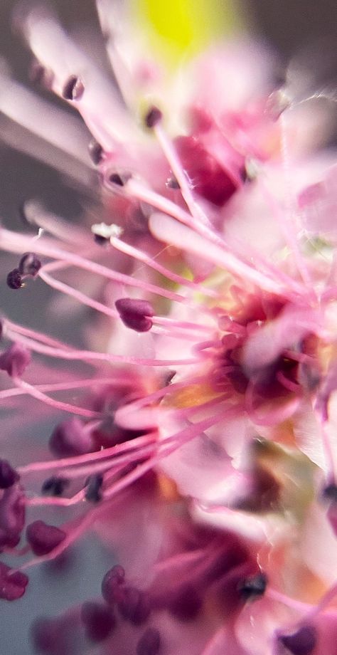 Micro Flower Photography, Pictures Flowers, Art Major, Flowers Photography, Art Studios, Photography Ideas, Flowers, Photography, Art