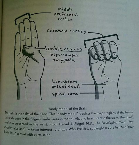 Handy model of the brain by Dr Daniel J Siegel Neuro Psychology, Lcsw Supervision, Hand Energy, Model Of The Brain, James Lange Theory Of Emotion, Psychology Brain Structure, Daniel Siegel, Daniel Goleman Emotional Intelligence, Atraction Law