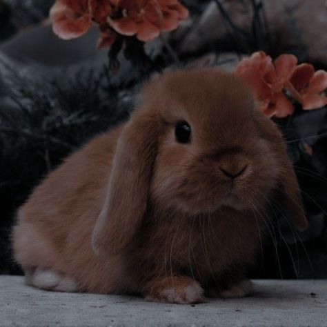 Bunny Rabbit Aesthetic, March Hare Aesthetic, Brown Rabbit Aesthetic, Brown Bunny Aesthetic, Ginger Bunny, Pet Aesthetic, Lop Bunnies, Pet Bunny Rabbits, Cute Bunny Pictures