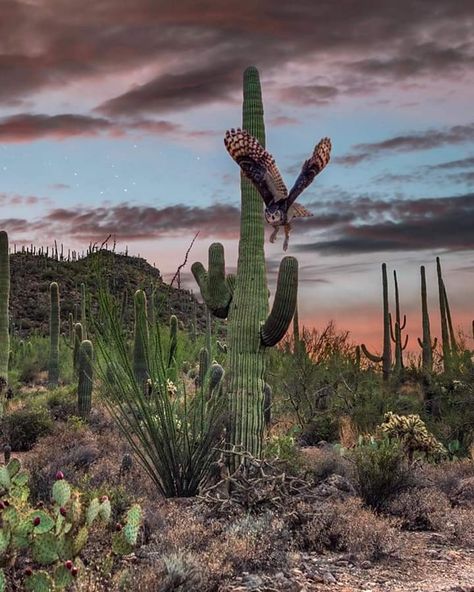 Desert Owl, Southwestern Aesthetic, Arizona Aesthetic, Owl In Flight, Scene Tattoo, Sonora Desert, Desert Aesthetic, Arizona Photography, Desert Dream