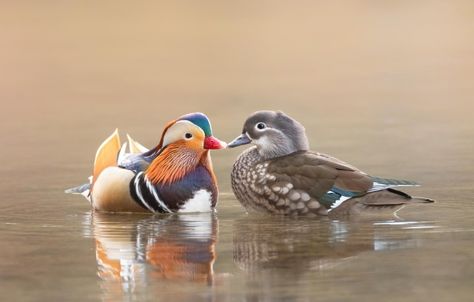 Male and Female Mandarin Duck Mandarin Duck Couple Wallpaper, Duck Couple Wallpaper, Mandarin Duck Couple, Couple Oc, Duck Couple, Duck Photography, Duck Tattoos, Duck Wallpaper, Animal Illustration Art