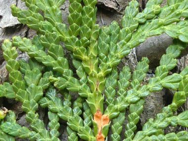 Cedar Leaves, Fishing Spears, Eastern White Cedar, Thuja Plicata, Northern White Cedar, Thuja Occidentalis, Conifer Trees, White Cedar, Cedar Trees