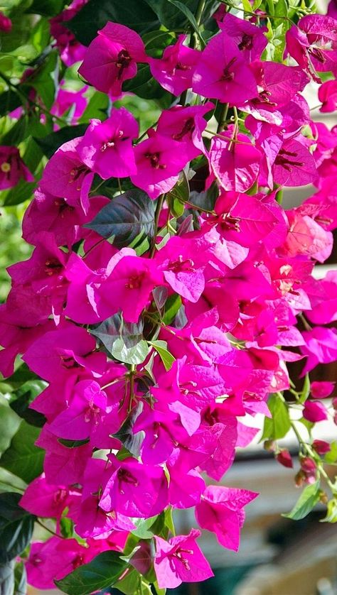 Bougainvillea                                                                                                                                                     More Spanish Cottage, Arbor Design, Elegant Lifestyle, Cactus Planta, Floral Cards Design, Home Decor Aesthetic, Garden Arbor, Aesthetic Home Decor, Garden Walkway