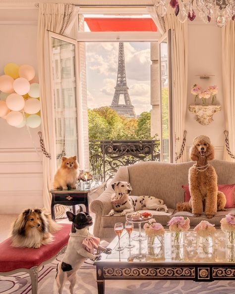 Which dog of Paris are you? 🐾🇫🇷🥐 Plaza Athenee Paris, Parisian Luxury, The Dog Star, Plaza Athenee, Blonde Girlfriend, Gray Malin, Fun Pictures, Paris Images, Abstract Photographs