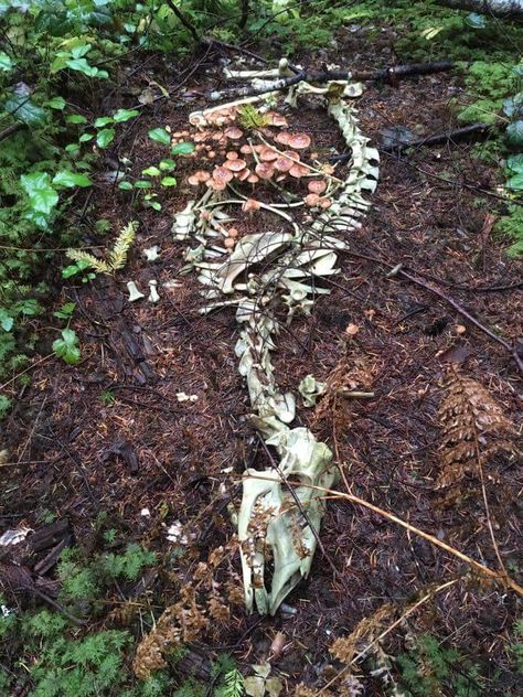 Deer skeleton with mushrooms growing within it  - photo credit: Lain Haigh Mushrooms Growing, Goblincore Aesthetic, Deer Photos, Ac New Leaf, Animal Skeletons, Animal Skull, Vulture Culture, Bone Art, Animal Bones