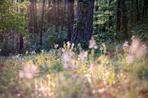 magical forest | This forest area is just about two minutes … | Flickr Foto Macro, Lost Souls, Magical Forest, The Meadows, Fish Bowl, Green Trees, Nature Aesthetic, Enchanted Forest, In The Forest