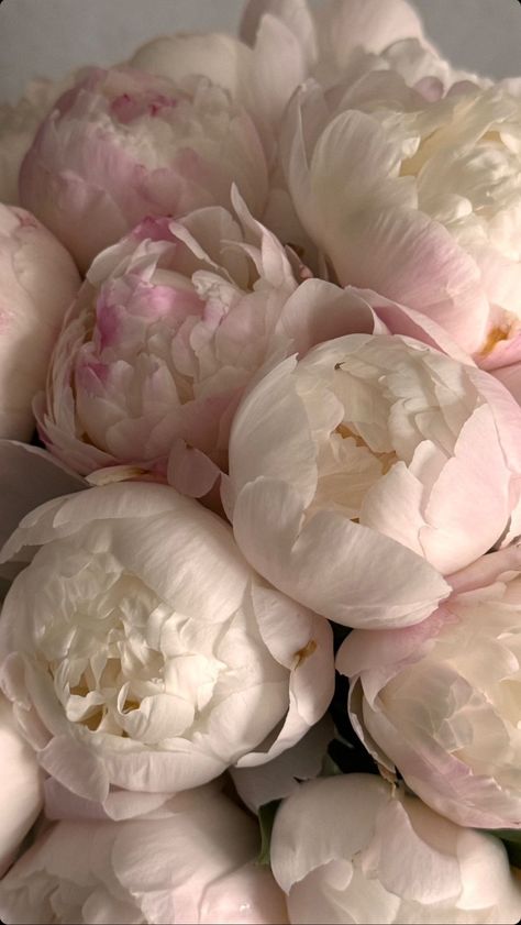 Peonies Aesthetic, Flores Wallpaper, Peonies Wallpaper, Luxury Flower Bouquets, Floral Cards Design, Peony Wallpaper, Nothing But Flowers, Flower Therapy, Peonies Bouquet