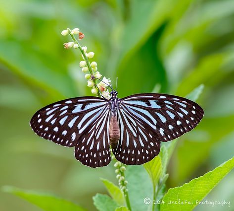 Blue Glassy Tiger | UncleFai | Flickr Tiger Butterfly, Moth Caterpillar, Nature Aesthetic, Insects, Plant Leaves, Butterflies, Photo Sharing, Blue, Beauty