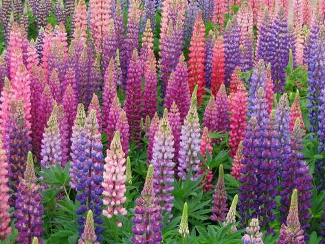 Garden Planning, Garden Care, Flower Beds, Lupines Garden, Lupine Flowers, Hydrangea Care, Beautiful Flowers Garden, Front Garden, Dream Garden