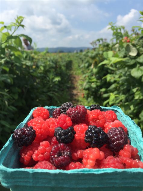 Raspberry picking Raspberry Picking Aesthetic, Raspberry Picking, Farm Gardens, Pic Ideas, Farm Life, Raspberry, Fruit