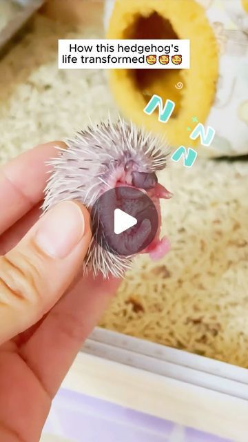 Hedgehog Baby, Funny Hedgehog, Hedgehog House, Hedgehog Pet, Baby Hedgehog, Cute Hedgehog, Sweetie Pie, Creature Feature, Hedgehogs