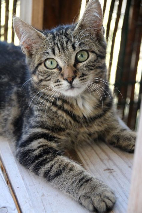 Grey Tabby Kittens, Most Beautiful Cat, Image Chat, Gorgeous Cats, Beautiful Cat Breeds, Most Beautiful Cat Breeds, Cat Photography, Cats Cute