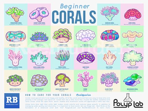 In addition to our Blue Facts comic book, we've also teamed up with ComiQuarium and Polyp Lab to bring you an exciting new poster featuring a quick guide o Beginner Aquarium, Coral Reef Project, Saltwater Aquarium Beginner, Coral Poster, Nano Reef Tank, Coral Aquarium, Project Poster, Marine Fish Tanks, Animals Jokes