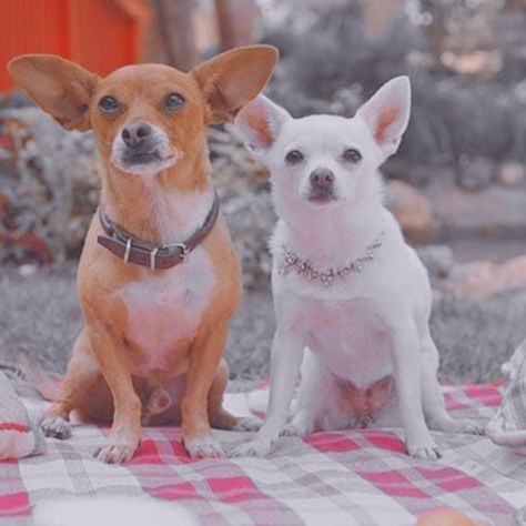 Beverly Hills Chihuahua Aesthetic, Beverly Hills Chihuahua, Talking Dog, Dog Movies, Childhood Movies, Chihuahua Dogs, Disney Films, Animals Of The World, Celebrities Male