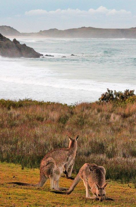 Australia Road Trip, Australia Tourism, Australia Vacation, Australia Travel Guide, Australian Travel, Byron Bay Australia, Future Travel, Vanuatu, Incredible Places