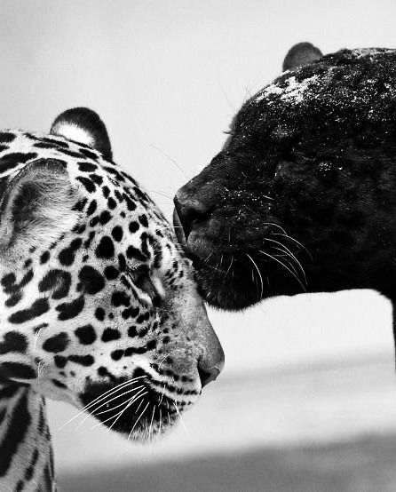 Leopards, Black Panther Black And White, Inspirational Life Photos, Black Jaguar, Iconic Fashion, Unique Image, Contemporary Wall Art, Inspiration Wall, Art Business