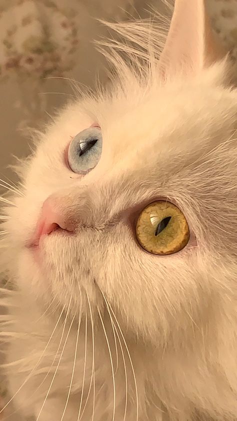 Cat With Blue And Green Eyes, Cats With Pretty Eyes, Cat Eye Picture, White Cat With Blue And Green Eyes, White Cat Green Eyes Aesthetic, Cat Eyes Aesthetic, Blue Eyes Wallpaper, White Cat Wallpaper, White Cat Blue Eyes