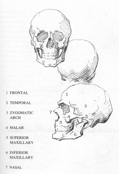 George Bridgman George Bridgman, Body Part Drawing, Anatomy For Artists, Character Study, Anatomy Reference, Anatomy Art, Ink Illustrations, Art Tips, New Artists