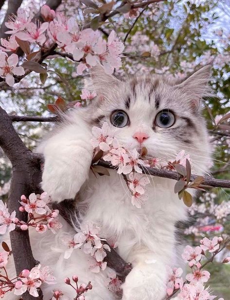 Persian Cat Wallpaper Gatos, Cat Themed Gifts, Cat Flowers, Cute Cats Photos, Cute Cat Wallpaper, Cat Photography, Cat Decor, Cat Aesthetic, Cute Animal Photos