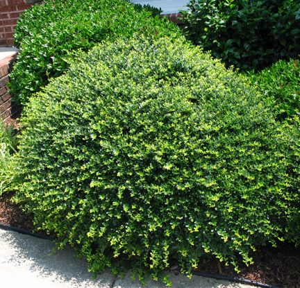 Helleri Holly evergreen low-growing mound plant. It stays compact and dense with little pruning or shaping.Full sun to part sun Tall Boxwood, Boxwood Shrub, Japanese Holly, Aucuba Japonica, Holly Shrub, Morton Arboretum, Foundation Planting, Garden Shrubs, Low Maintenance Landscaping