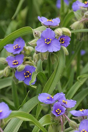 Prairie Spiderwort (Tradescantia bracteata) Prairie Nursery, Virginia Bluebells, Milkweed Seeds, Wild Geranium, Prairie Flower, Pollinator Plants, Asclepias Tuberosa, Growing Greens, Plant Delivery