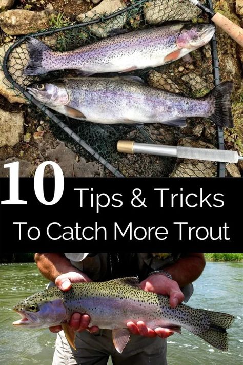 Fishing Tips And Tricks, Trout Fishing Lures, Fishing Pond, Rainbow Trout Fishing, Trout Fishing Tips, Trout Bait, Fishing For Beginners, Fly Fishing Tips, Brook Trout