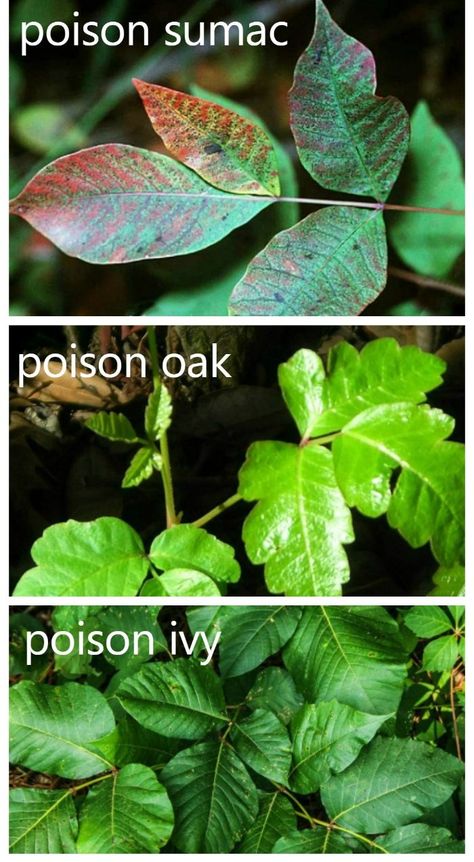 poison ivy prevention tips Kill Poison Ivy, Poison Ivy Remedies, Poison Oak, Poisonous Plants, Garden Quotes, Garden Tips, Poison Ivy, Gardening Ideas, Green Thumb