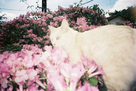 film, photography, cat, flowers Film Flower Photography, Cats Icons, Flower Core, Flower Film, Photography Cat, Nothing But Flowers, Cat Flowers, Cat Aesthetic, Pink Cat