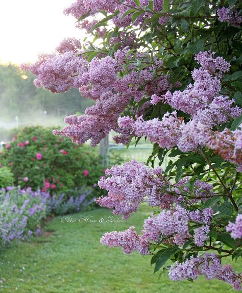 Aiken House & Gardens: #Lilac Favs #flowers #garden #spring Lilac Garden Aesthetic, Lilac Tree Aesthetic, Lilac Garden Ideas, Lilac Landscaping, Lilac Bush Landscaping, Lilac Hedge, French Lilacs, Wisconsin Aesthetic, Lilacs Flowers