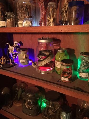 Specimens on Halloween Forum Scary Halloween Party Decorations, Scorpion Halloween, Laboratory Aesthetic, Haunted Hallway, Camp Horror, Mad Scientist Halloween, Voodoo Halloween, Nerd Party, Party Decorations Ideas