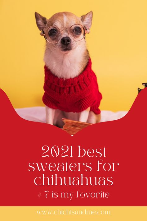 Does your Chihuahua need a sweater? Find out and see the best for 2021 #designerdogclothes, #dogsweaters, #sweatersforchihuahuas, #2021falldogsweaters, #chihuahuacare, #chihuahuapuppies, #seniorchihuahua, #chihuahuadogs, #chihuahuamix, #chihuahuafacts, #chihuahuaarticles, #chihuahuahelp, #chiwawa, #chihuahuawebsite, #chi, #chihuahuastory, #littledogs, #tinydogs, #minidogs Knit Chihuahua Sweater Pattern Free, Chihuahua Sweater, Best Small Dogs, Puppy Tips, Chilly Dogs, Best Sweaters, Puppies Tips, Chihuahua Mom, Dog Sweater Pattern